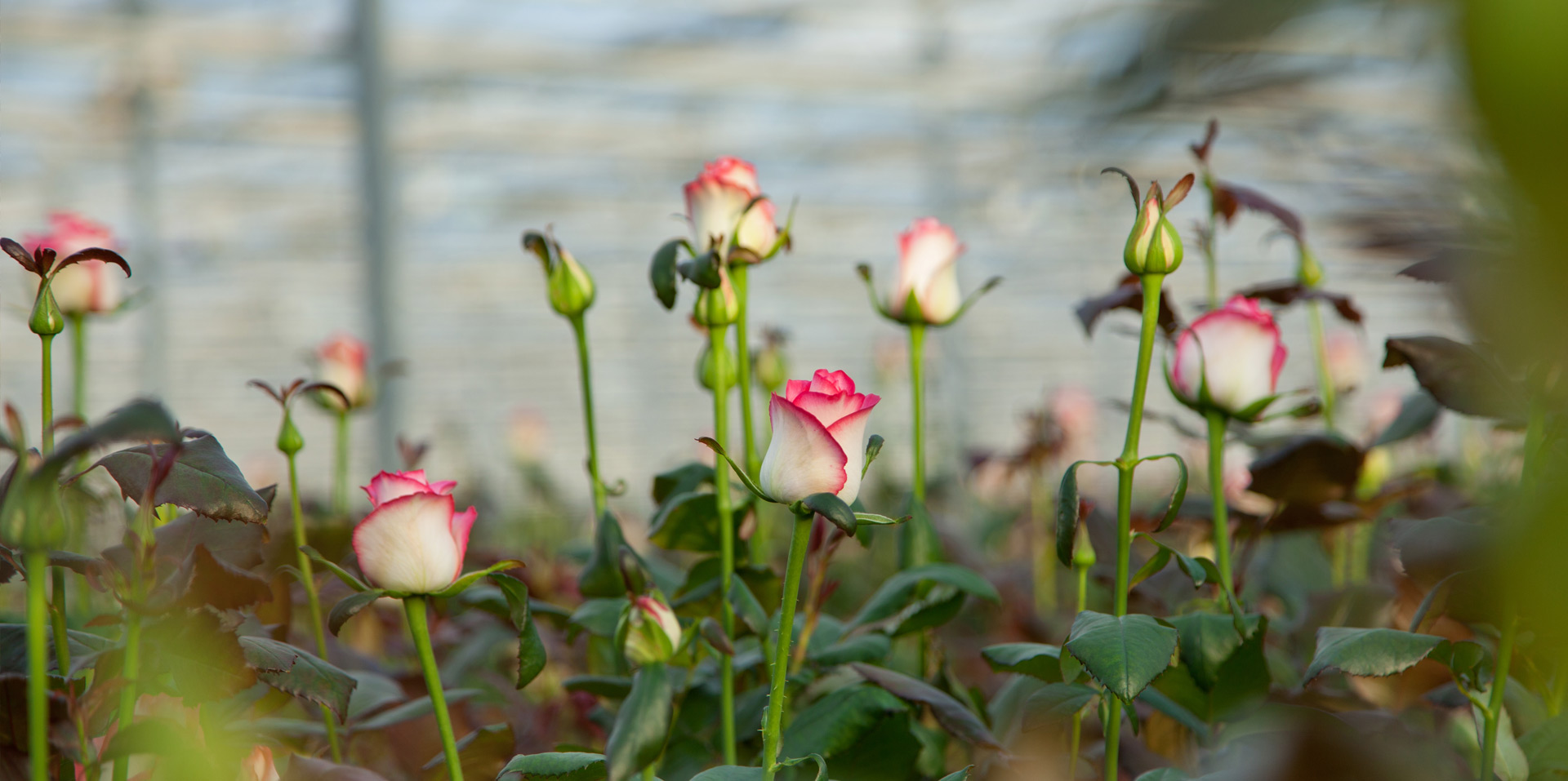 De koningin onder de bloemen