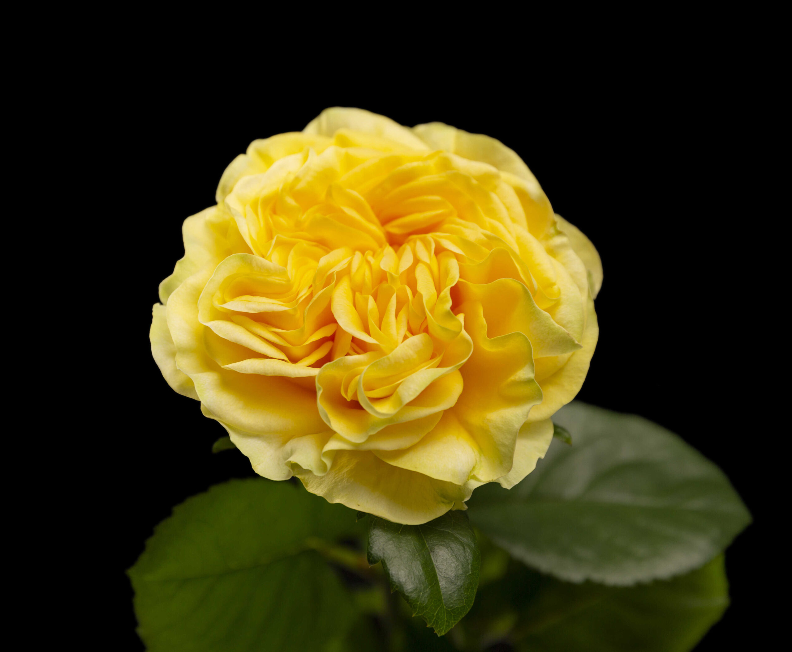 NIEUW: Heliana Yellow