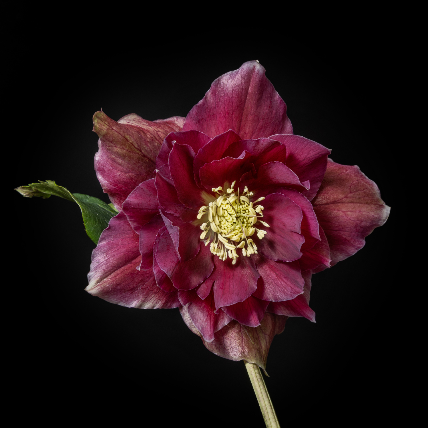 Helleborus; de winterroos!