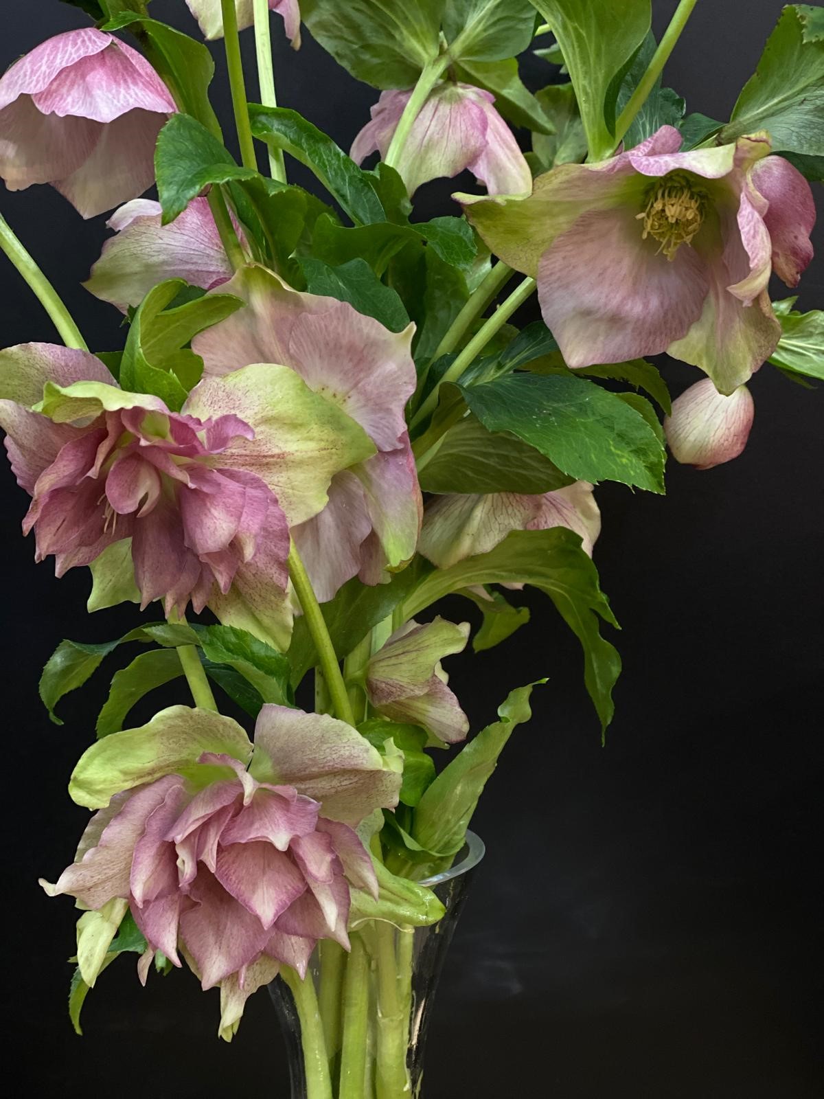 Helleborus